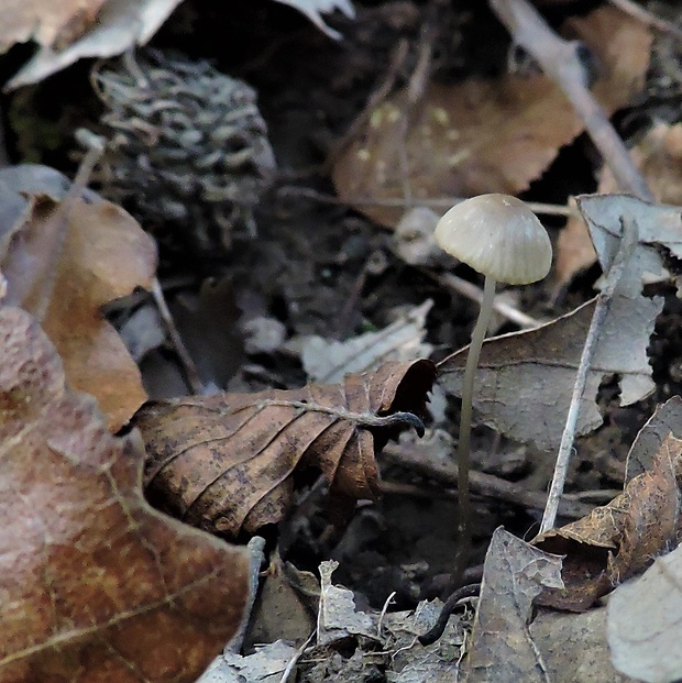 prilbička Mycena sp.