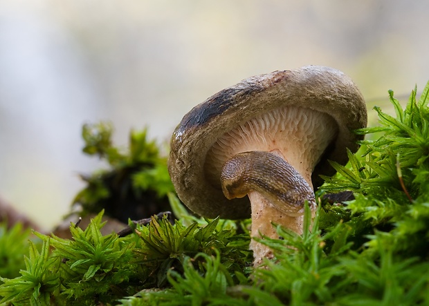 čechračka podvinutá Paxillus involutus (Batsch) Fr.