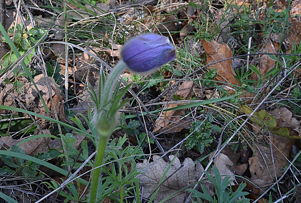 poniklec veľkokvetý Pulsatilla grandis Wender.