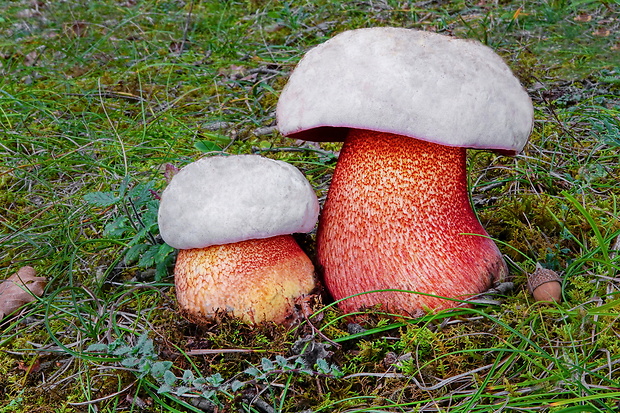 hríb purpurový Rubroboletus rhodoxanthus Kuan Zhao &amp; Zhu L. Yang