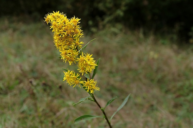 zlatobyľ obyčajná Solidago virgaurea L.