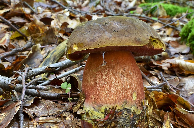 hríb zrnitohlúbikový Sutorius luridiformis (Rostk.) G. Wu & Zhu L. Yang