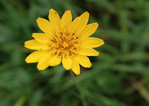 kozobrada lúčna Tragopogon pratensis L.