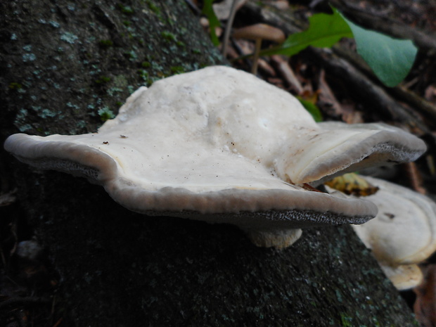 trúdnikovec hrbatý Trametes gibbosa (Pers.) Fr.