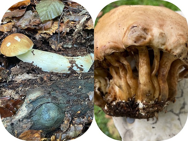 hríb dubový Boletus reticulatus Schaeff.