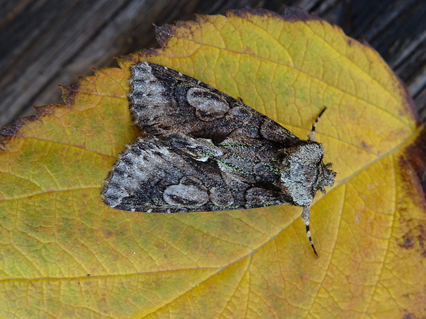 mora hlohová Allophyes oxyacanthae