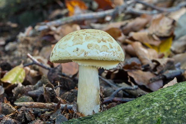 muchotrávka citrónovožltá Amanita citrina Pers.