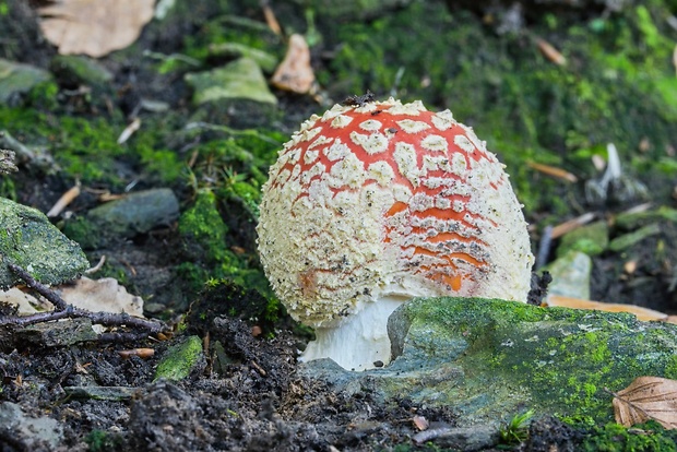 muchotrávka červená Amanita muscaria (L.) Lam.