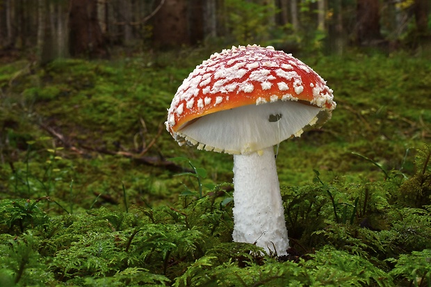 muchotrávka červená Amanita muscaria (L.) Lam.