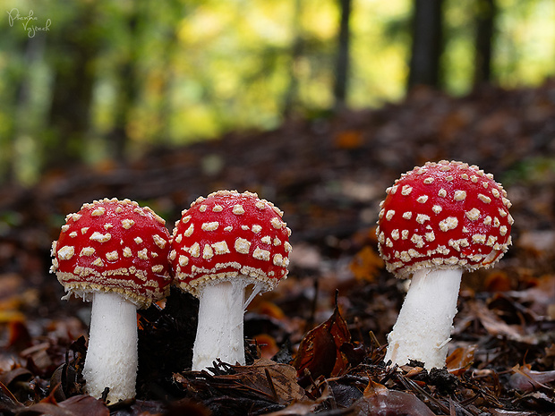 muchotrávka červená Amanita muscaria (L.) Lam.