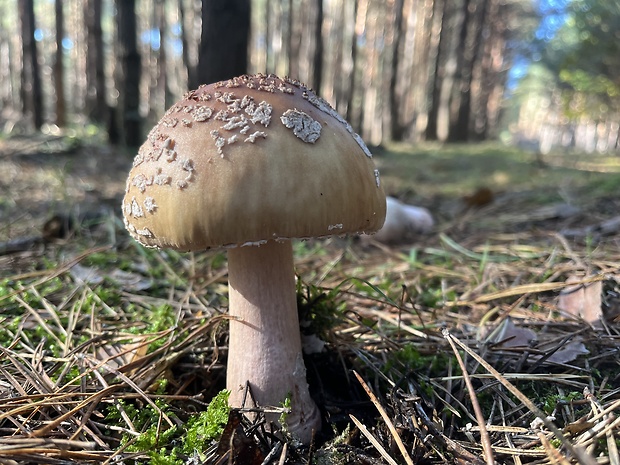 muchotrávka červenkastá Amanita rubescens Pers.