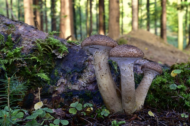 podpňovka tmavá Armillaria ostoyae (Romagn.) Herink