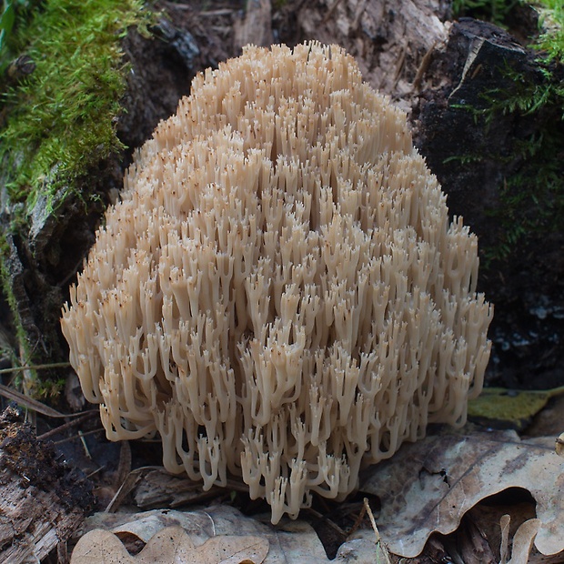 korunovec svietnikovitý Artomyces pyxidatus (Pers.) Jülich