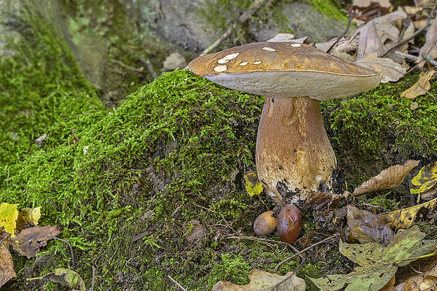 hríb bronzový Boletus aereus Bull. ex Fr.