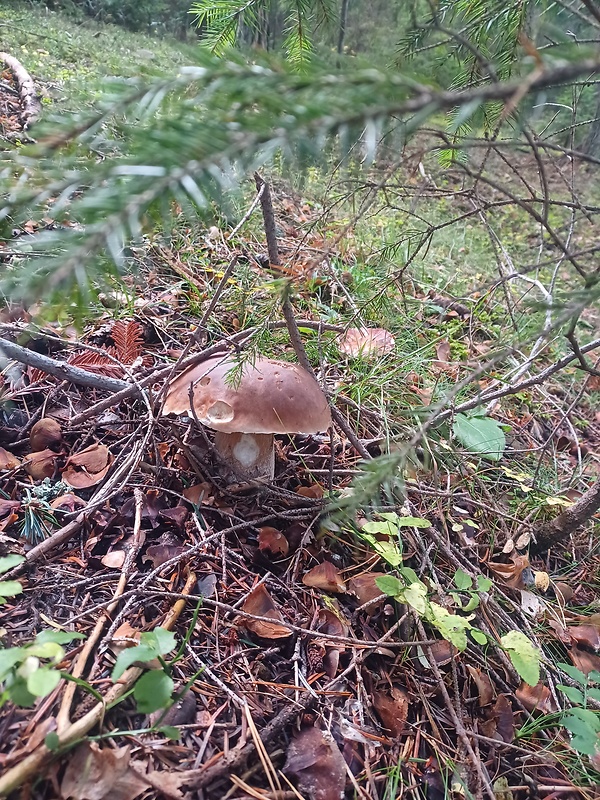 hríb smrekový Boletus edulis Bull.