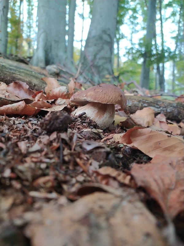 hríb smrekový Boletus edulis Bull.