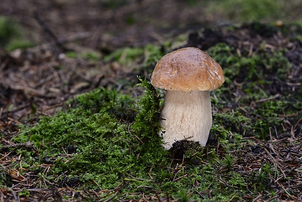 hríb smrekový Boletus edulis Bull.