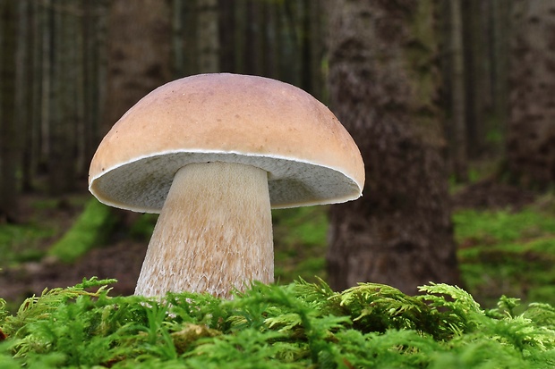 hríb smrekový Boletus edulis Bull.