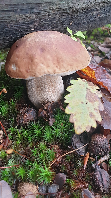 hríb smrekový Boletus edulis Bull.