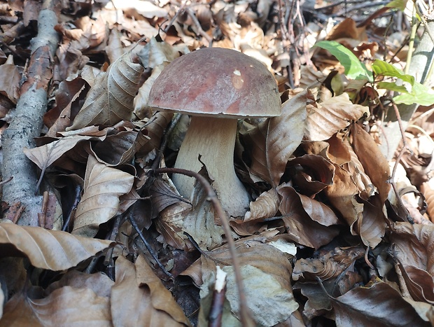 hríb sosnový Boletus pinophilus Pil. et Dermek in Pil.