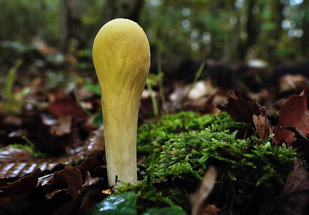 kyjak citrónovožltý Clavariadelphus flavoimmaturus R.H. Petersen