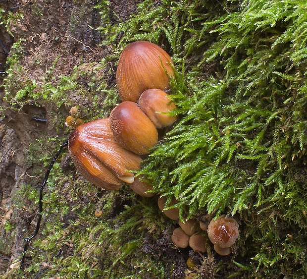 hnojník ligotavý Coprinellus micaceus (Bull.) Vilgalys, Hopple & Jacq. Johnson