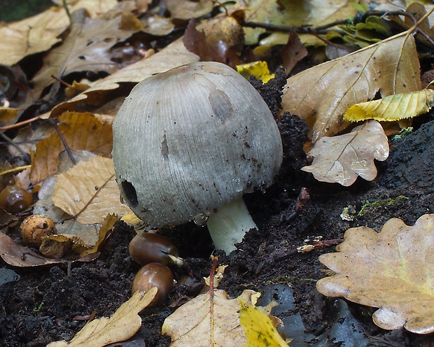 hnojník atramentový Coprinopsis atramentaria (Bull.) Redhead, Vilgalys & Moncalvo