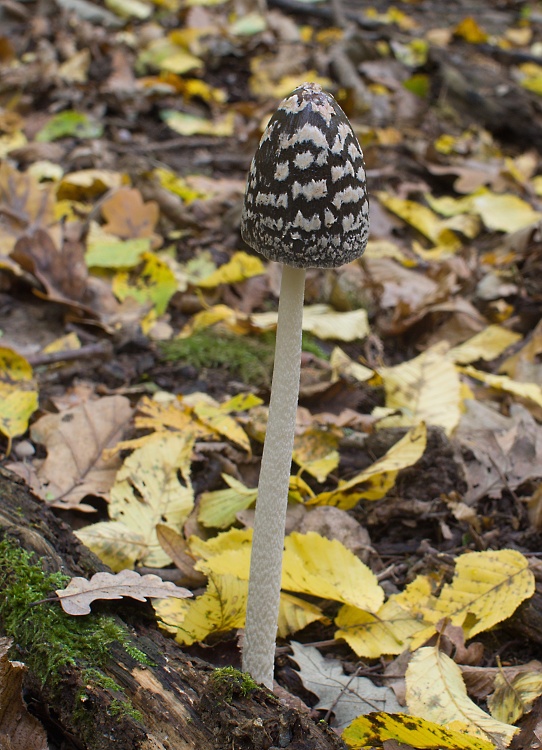 hnojník strakatý Coprinopsis picacea (Bull.) Redhead, Vilgalys & Moncalvo