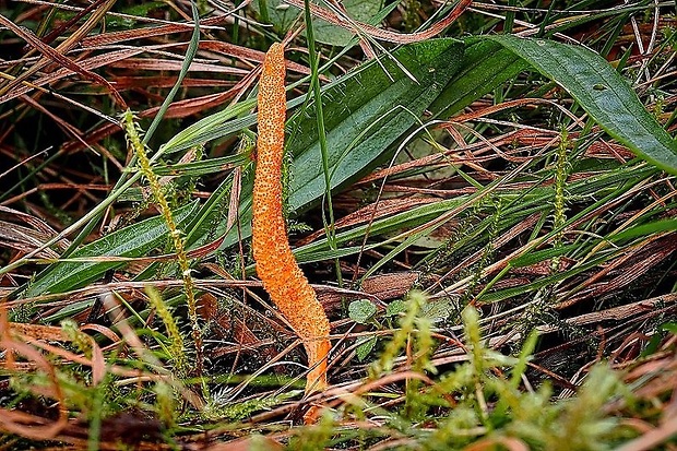 žezlovka hmyzová Cordyceps militaris (Fr.) Link