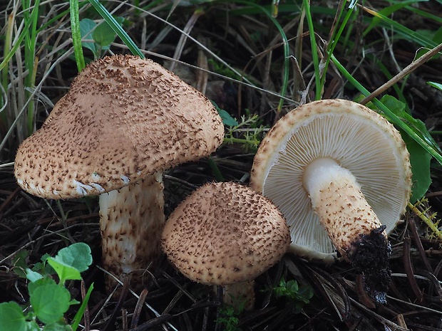 bedlička ježatá Echinoderma echinaceum (J.E. Lange) Bon