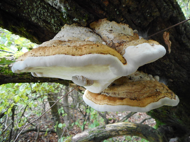 práchnovec kopytovitý Fomes fomentarius (L.) J.J. Kickx