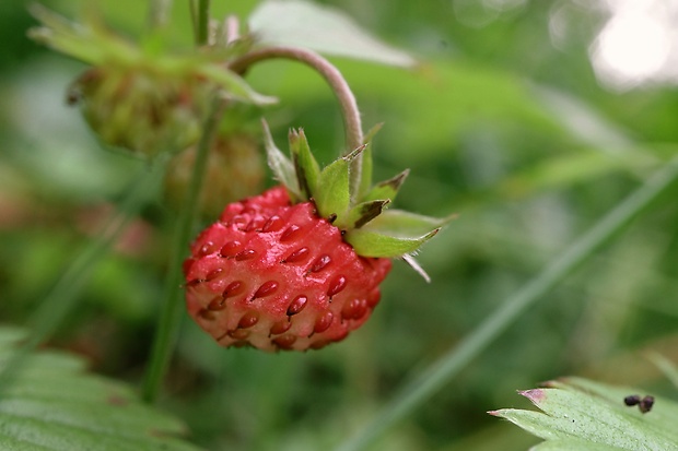 jahoda obyčajná Fragaria vesca L.