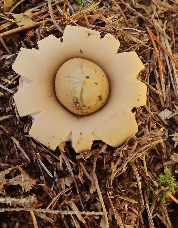 hviezdovka kvetovitá Geastrum floriforme Vittad.