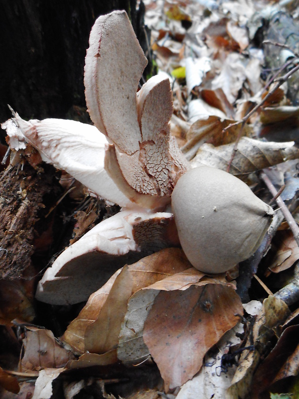 hviezdovka červenkastá Geastrum rufescens Pers.