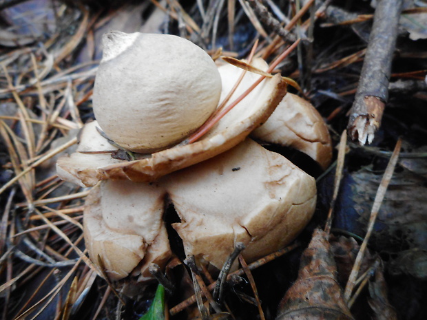 hviezdovka trojitá Geastrum triplex Jungh.