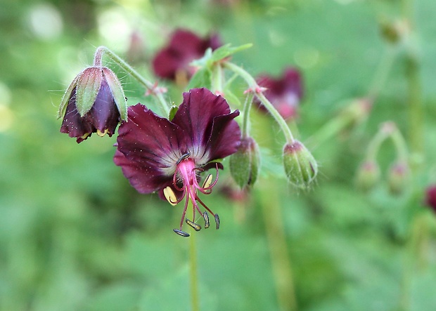 pakost hnedočervený Geranium phaeum L.