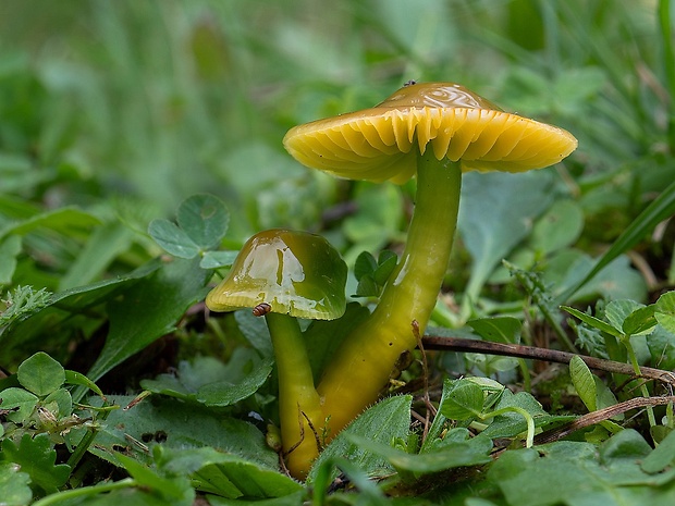 lúčnica žltozelená Gliophorus psittacinus (Schaeff.) Herink