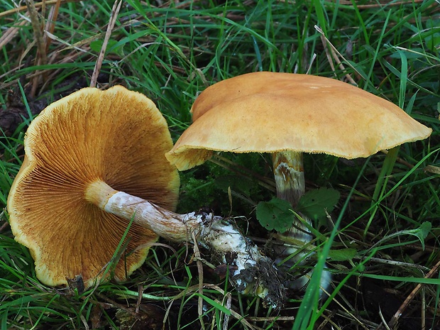 šupinovec nevoňavý Gymnopilus penetrans (Fr.) Murrill