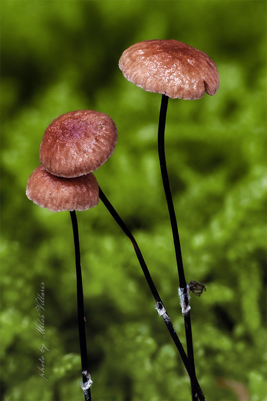 tanečnica čiernohlúbiková Gymnopus androsaceus (L.) Della Maggiora & Trassinelli