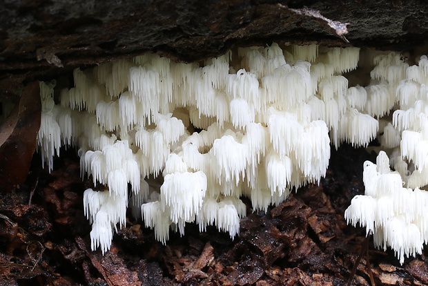 koralovec bukový Hericium coralloides (Scop.) Pers.