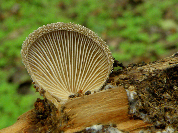 lastúrka plstnatá Hohenbuehelia mastrucata (Fr.) Singer