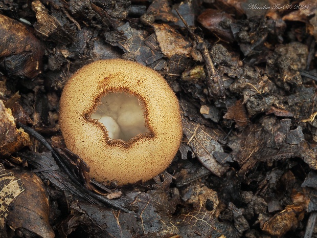 humária polguľovitá Humaria hemisphaerica (F.H. Wigg.) Fuckel