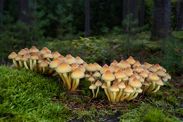 strapcovka zväzkovitá Hypholoma fasciculare (Huds.) P. Kumm.