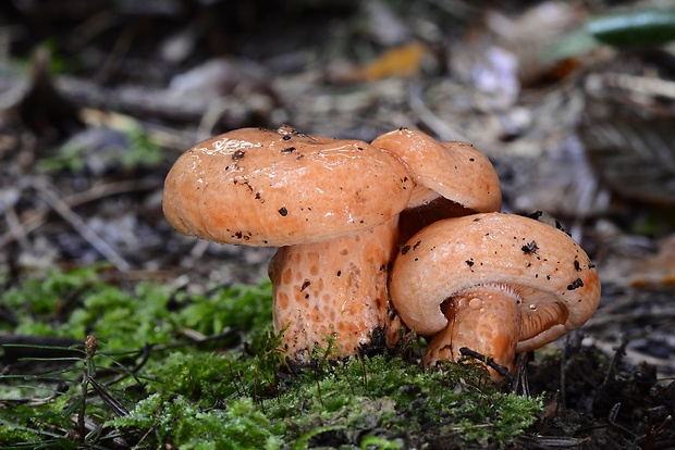 rýdzik jedľový Lactarius salmonicolor R. Heim & Leclair