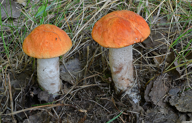 kozák osikový Leccinum albostipitatum den Bakker & Noordel.