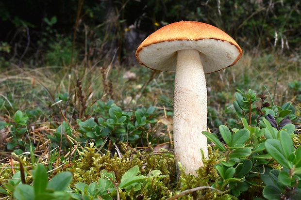 kozák osikový Leccinum albostipitatum den Bakker & Noordel.