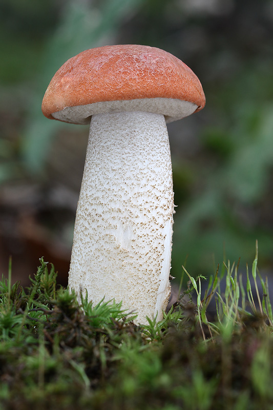 kozák dubový Leccinum aurantiacum (Bull.) Gray