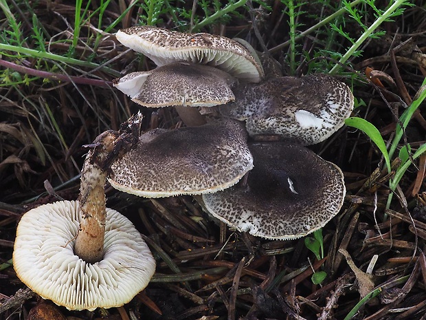 bedlička sivozelenkastá Lepiota griseovirens Maire