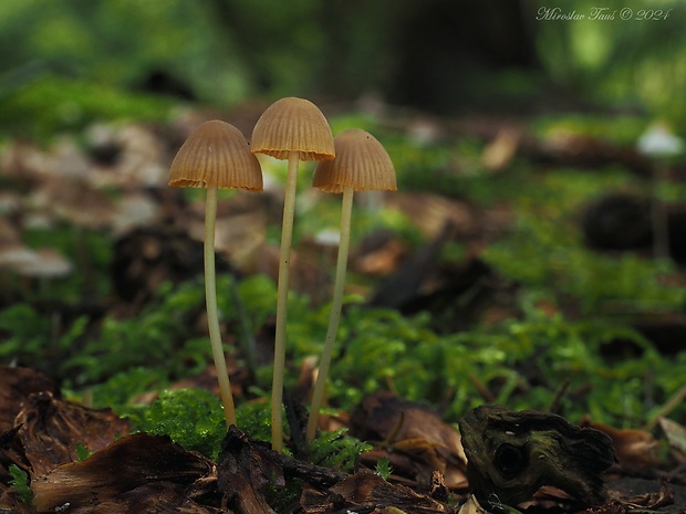 prilbička oranžovoobrúbená Mycena aurantiomarginata (Fr.) Quél.