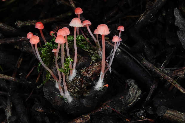 prilbička Mycena coccinea  Quél.